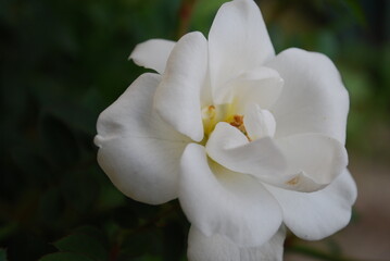 weißer Rose 