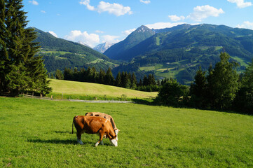 a beautiful alpine panorama with grazing cows in the Schladming-Dachstein region in Austria 