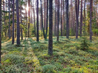 Pine forest. The rays of the sun pass through the foliage of the forest. Photo of a landscape. Forest of Belarus.

