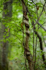 Tronc d'arbre entortillé - nature biodiversité- forêt humide