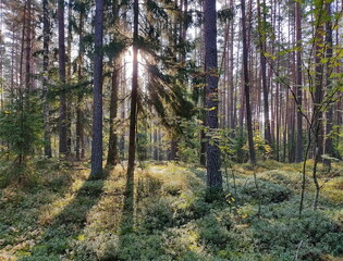 Obraz premium Pine forest. The rays of the sun pass through the foliage of the forest. Photo of a landscape. Forest of Belarus.