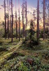 Pine forest. The rays of the sun pass through the foliage of the forest. Photo of a landscape. Forest of Belarus.

