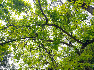 Obraz premium Aegle marmelos, commonly known as bael, also Bengal quince, golden apple, Japanese bitter orange, stone apple or wood apple, is a species of tree native to the Indian subcontinent and Southeast Asia.