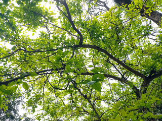 Aegle marmelos, commonly known as bael, also Bengal quince, golden apple, Japanese bitter orange, stone apple or wood apple, is a species of tree native to the Indian subcontinent and Southeast Asia.