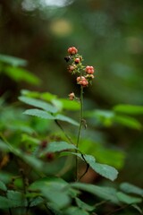 Mûre plante et fruit sauvage - nature biodiversité - forêt humide/ombragé