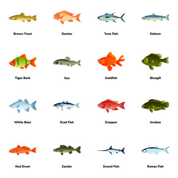 Flat Icons of Fish Types


