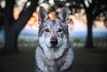 wolf looking closely into a camera 