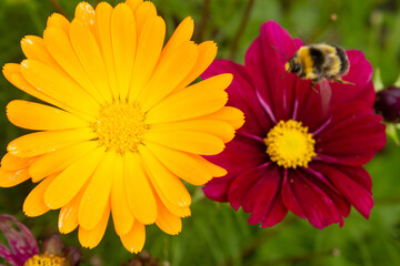 Yellow and purple cosmos flowers with a bee visiting in summer.