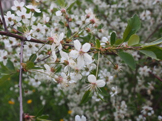 tree blossom/This picture will look good in your interior	