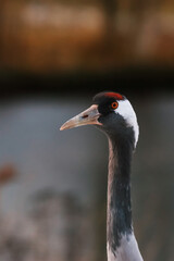Portrait of common crane grus grus near a lake.
