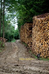 Exploitation forestière - industrie bois coupé - déforestation