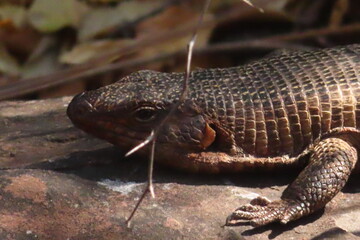 Giant plated lizard