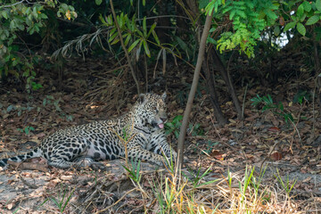 The jaguar (Panthera onca)