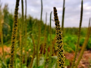 yellow wheat field