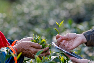trader checking quality of tea leaves in her hand and Farmer in green tea plantation and market price on app smartphone before agreeing to buy and sell with tea Farmer, photograph selective focus
