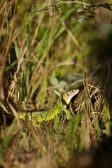 Lézard vert - nature champs France - reptile animal