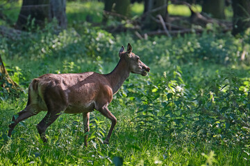 Rothirschkuh ( Cervus elaphus ).