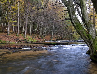 A fragment of the Roztocze nature path in beautiful autumn weather.