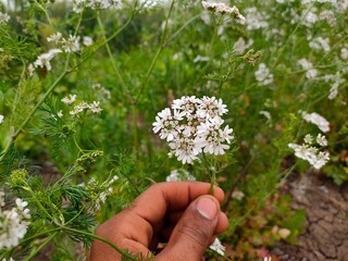 flower in the hand