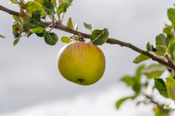 London, United Kingdom, 18 August,  2021: A ripe apple is on a tree in a garden. Fruit tree
