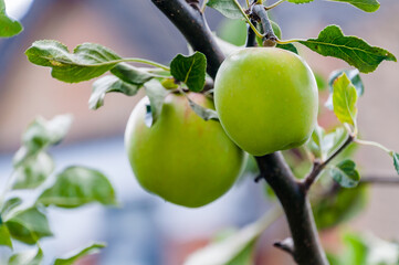 London, United Kingdom, 18 August,  2021: Apples on a branch ready to be harvested, outdoors, selective focus
