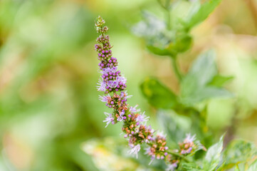 London, United Kingdom, 18 August,  2021: summertime bluebells in English countryside Hyacinthoides non-scripta
