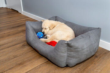 Male golden retriever puppy sleeping in a playpen with a rubber ball on modern vinyl panels in the living room of the house.
