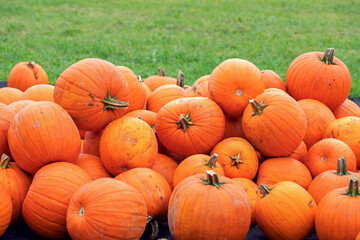 Orange pumpkins (Curcurbita pepo) freshly harvested from the field.