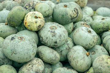 Green, grey pumpkins (Curcurbita pepo) freshly harvested from the field.