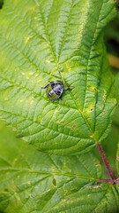 shield bug nymph garden macro