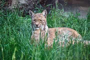 Eurasischer Luchs oder Nordluchs ( Lynx lynx ).