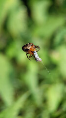 spider eating fly garden summer