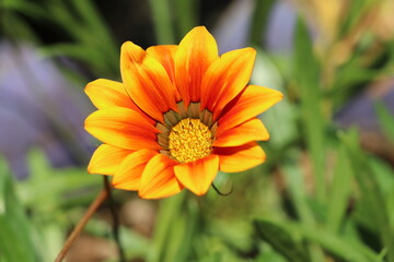 Golden orange flower with blur leafy background