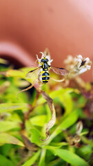 Hoverfly macro garden summer