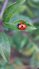 Ladybird on leaf summer garden