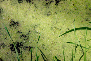 Blue dragonfly sits on a leaf in a pond against a background of water and duckweed