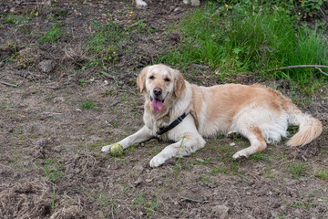 A Golden Retriever playing in a green field