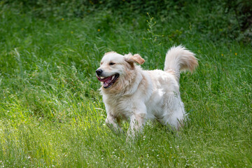 A Golden Retrieber playing on a green meadow