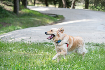 A Golden Retrieber playing on a green meadow