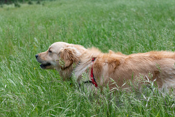 A Golden Retrieber playing on a green meadow