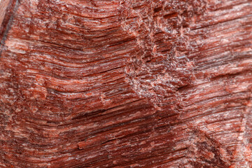 Macro mineral stone Bull eye, tiger's eye in the breed on a white background