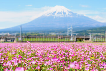 pink renge flower with railway and Fuji,Shizuoka