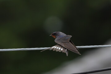 尾羽を広げるツバメ成鳥