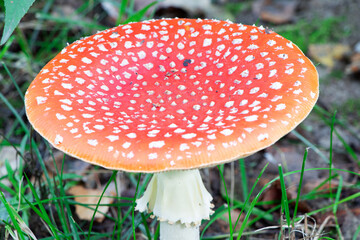 Amanita muscaria. Poisonous mushroom in nature. Fly agaric in forest