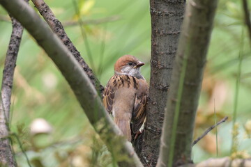 木の間のスズメ