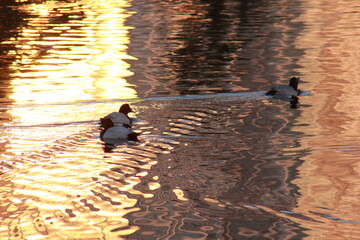 夕暮れの金色に染まる湖で泳ぐ水鳥と波紋