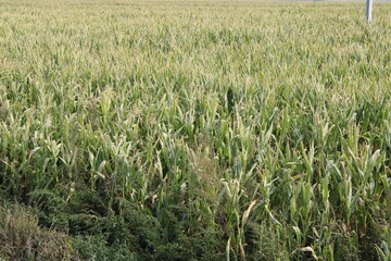 unharvested forage crops