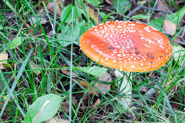 Amanita muscaria. Poisonous mushroom in nature. Fly agaric in forest