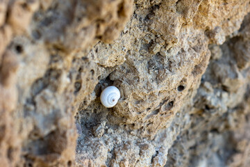 Close up of white garden snail on the rock.