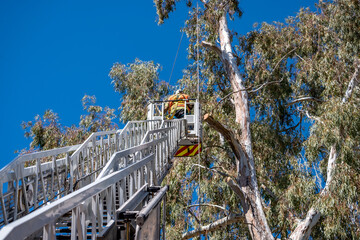 Firefighter doing tree rescue on top of ladder truck.